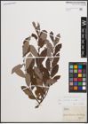 Foto von Salix cinerea L.